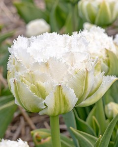 FRT. Snow Crystal